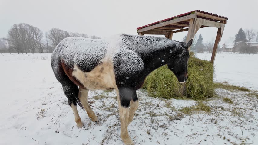 Several horses eating fresh green hay from a wooden feeder in a snow covered pasture