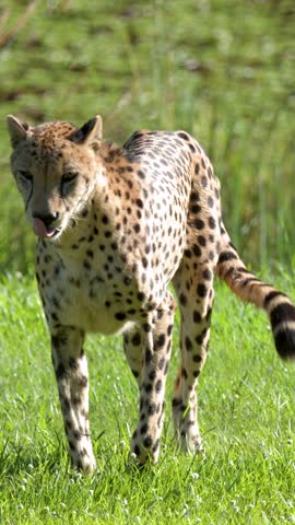 A cheetah walks through lush green grass under bright natural sunlight in a profile view