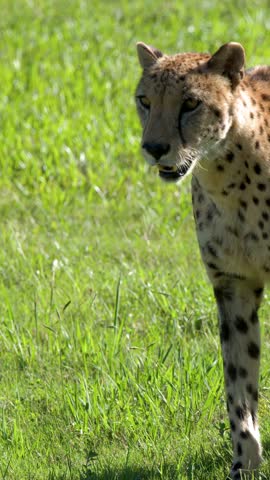 A cheetah walks across a sunny green field in a side profile tracking shot