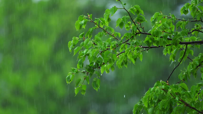 Fresh green tree branches in spring rain with water drops and soft natural background. Peaceful rainy weather nature scene.