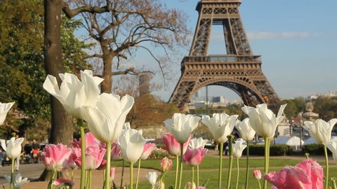 Springtime in Paris. Two shots.
Springtime in Paris. Flowers and the Eiffel Tower in Paris, France. Two shots.
 Arkivvideo