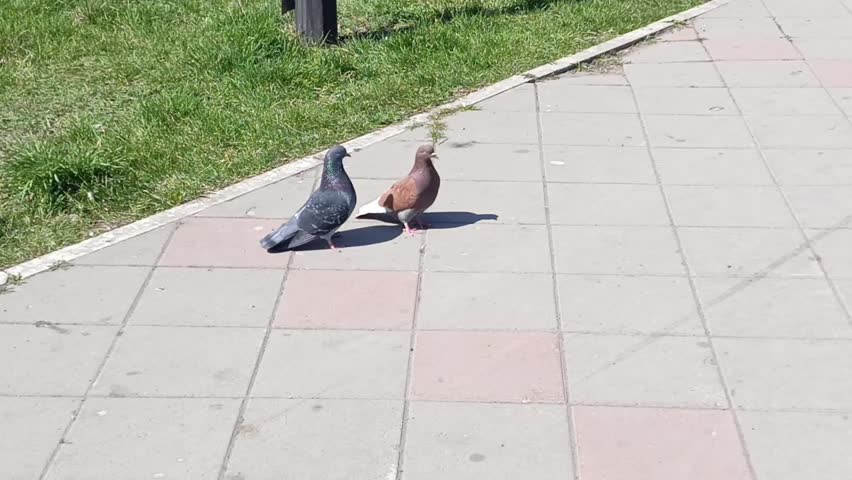 The pigeon walks around the pigeon during courtship. Multiplication. A pair of pigeons grooming each other in the spring