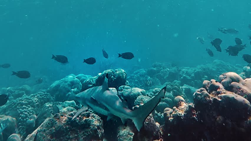 Beautiful footage of a shark swimming by in crystal clear water.
