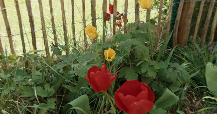 Slow zoom in from wide shot to extreme close-up of a vibrant yellow tulip, gradually revealing the delicate stamens and pistil inside the open bloom. Stunning macro botanical spring nature footage.