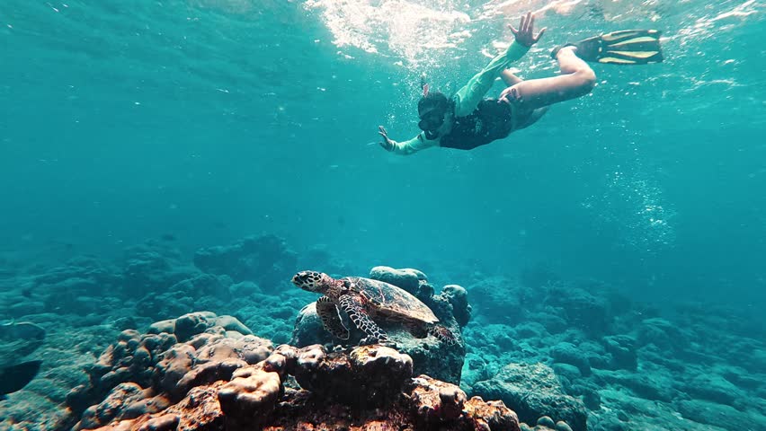 Young woman snorkeling in crystal clear water with a sea turtle.