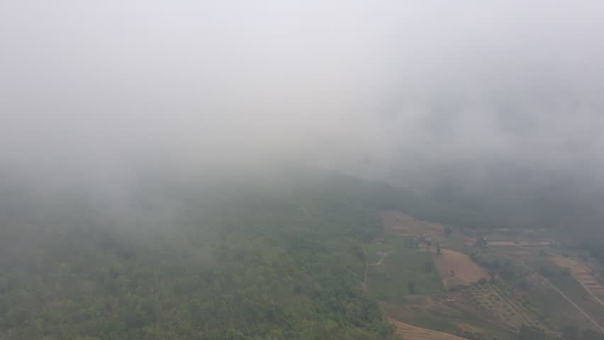 Aerial view of agricultural area and forest