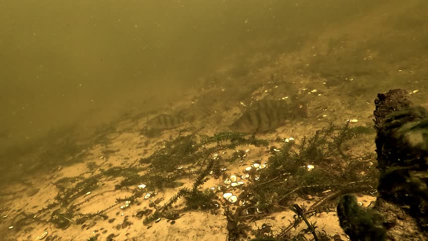 Group of large European perch - Perca fluviatilis - lying motionless on a freshwater lake floor, illustrating habits known by experienced anglers.
