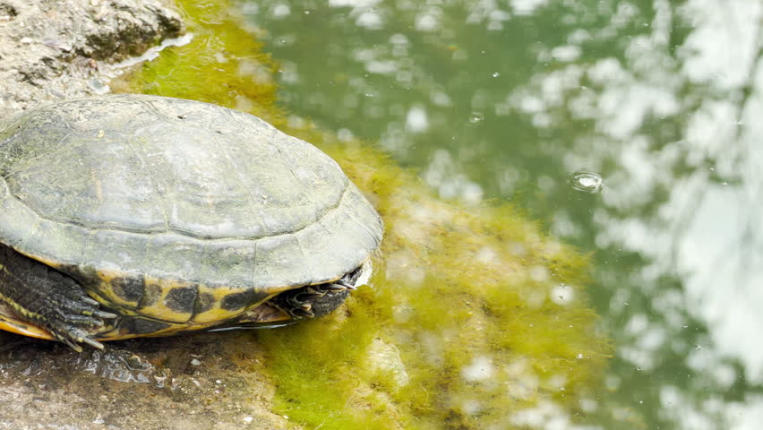 A turtle sits still on a mossy rock by the pond. Nearby birds chirrup and sing in the trees. A low city hum drones softly in the distant background.