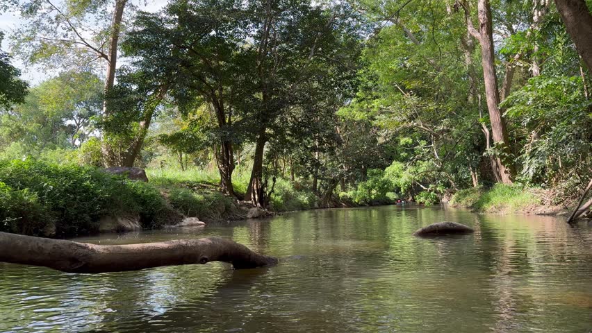 Tree in the middle of the stream bend down above the water in the lush tropical forest.
