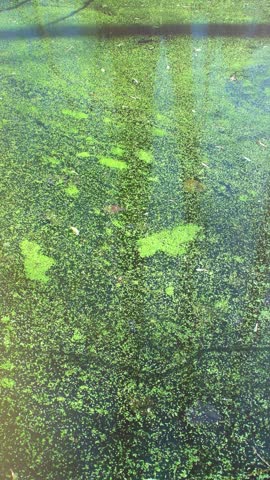 A background of a forest pond covered in mud. Spring plants on the water. Natural landscape of a forest lake.