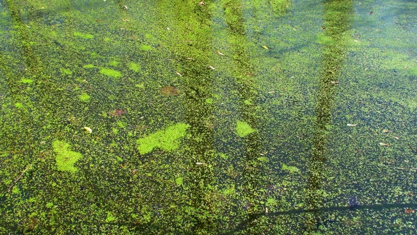 A background of a forest pond covered in mud. Spring plants on the water. Natural landscape of a forest lake.