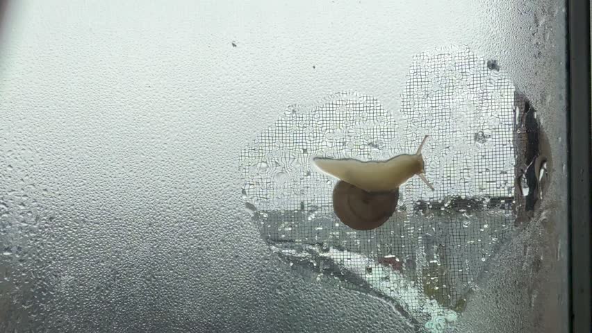 A close-up shot of a snail crawling on a wet window. Animals in the wild.