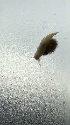 A close-up shot of a snail crawling on a wet window. Animals in the wild.