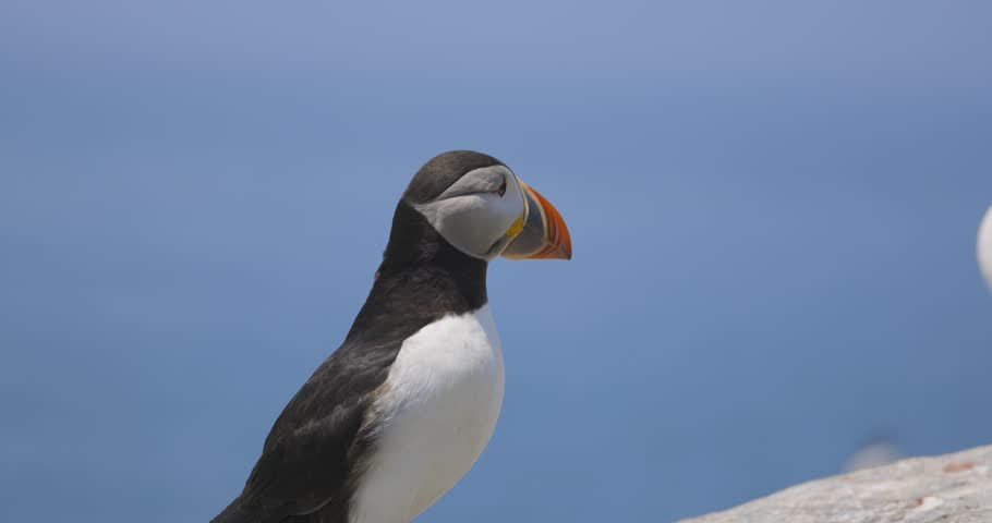 An Atlantic puffin stands on a rocky coastal outcrop with the blue ocean in the background.