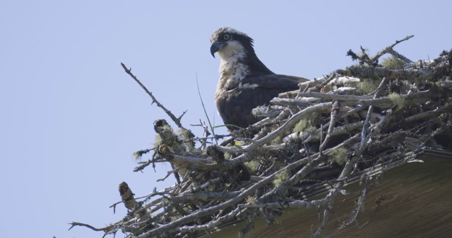 An osprey perches on a large twig nest built atop a wooden platform against a blue sky.