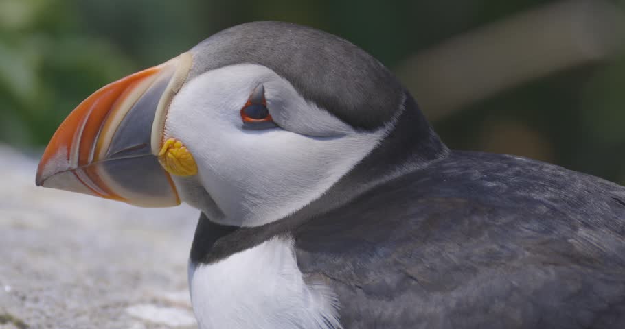 A puffin rests with its orange beak tucked under its feathers, captured in a soft natural setting.