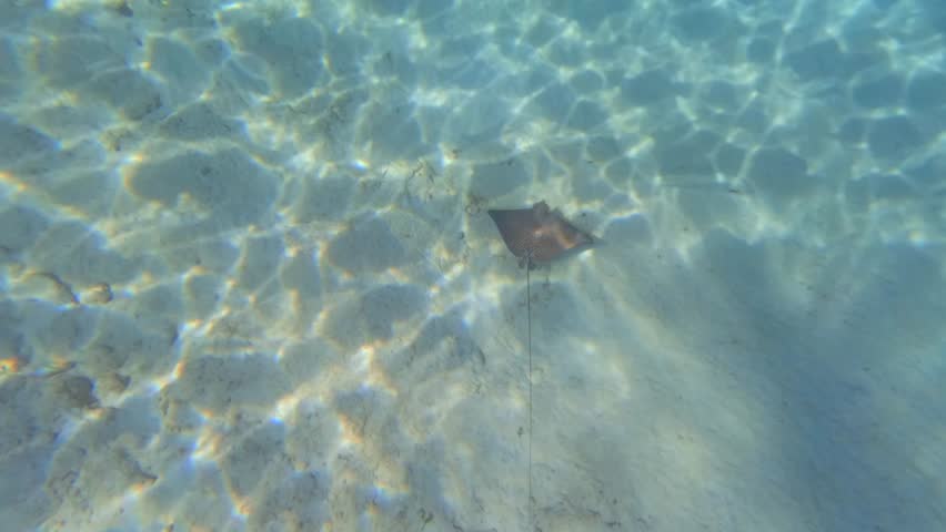 Slow motion of single eagle ray swimming near the sea bed, Sunset beach, Mahe, Seychelles 001