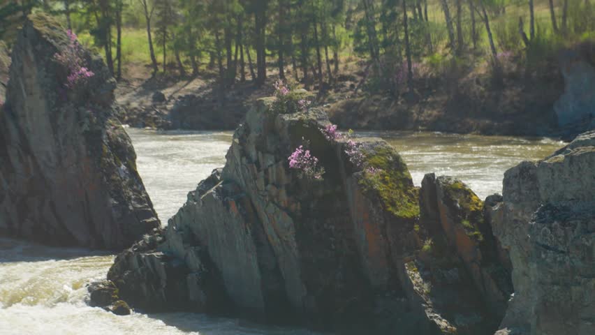 Rock Outcrop Crowned With Pink Blossoms Above Rapids, Mossy Ledges And Flowering Shrubs Cling To Stone, Sunlit Trees Line Distant Bank, Intimate River Scene With Peaceful Bloom Contrast