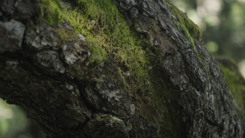 Green moss covering fallen tree with young leaves during forest travel walk.