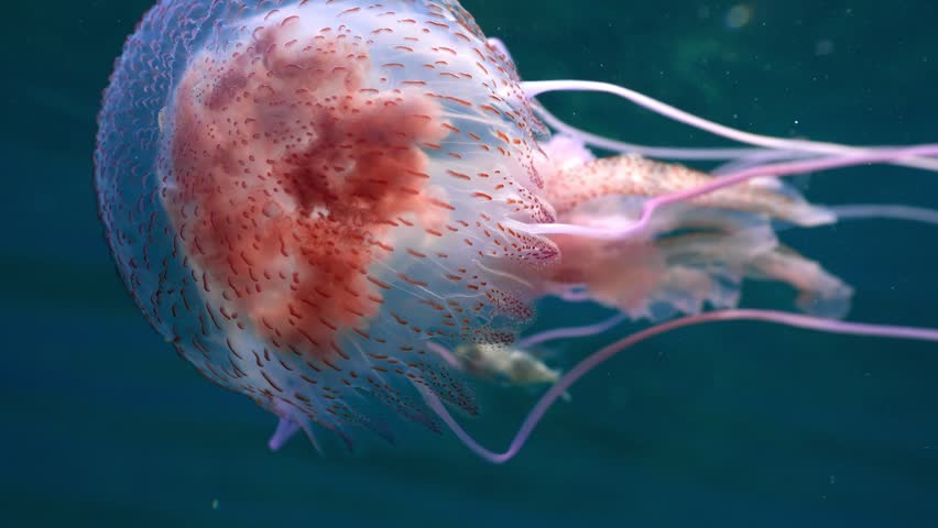 Medusa swimming towards camera revealing tentacles and symbiotic jacks