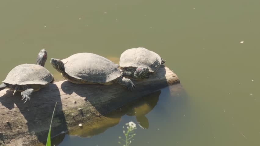 Four red eared slider turtles basking on a log above a pond on a sunny day.