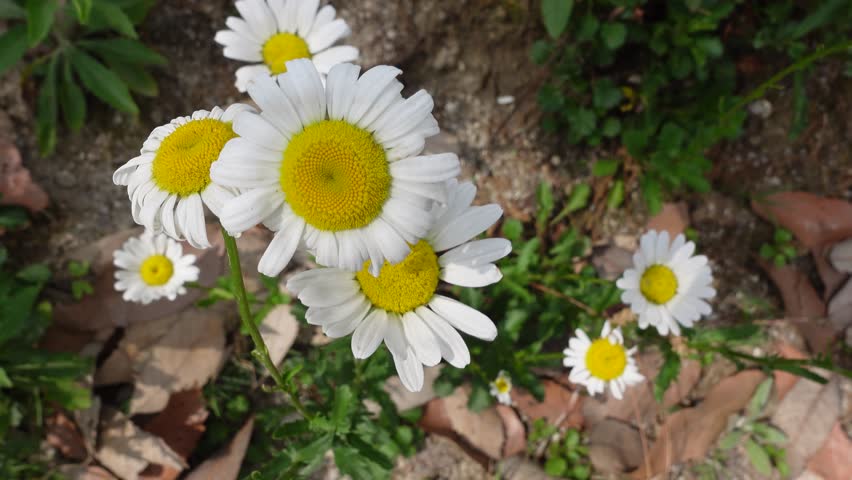 Oxeye Daisy Flower Close Up with White Petals and Yellow Center