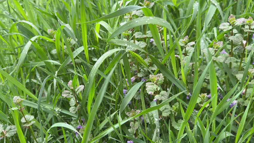Meadow green grass and purple wildflowers after rain.