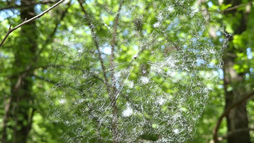 Large spider web against green forest foliage, thin threads gleaming in the light.