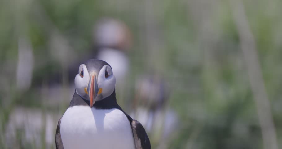 Close-up of a puffin with colorful beak standing among green grass with a blurred puffin in the background.