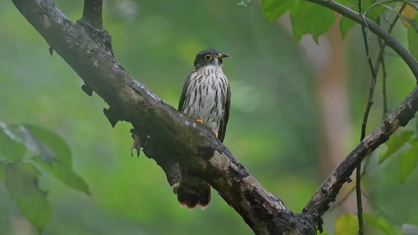 Alert wild cuckoo bird with a striking yellow eye ring and streaked breast perched on a wet diagonal tree branch in a lush green tropical forest environment.