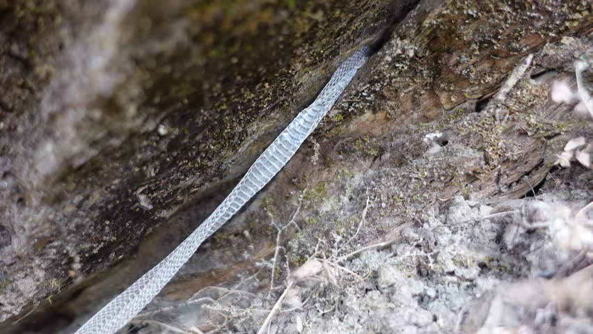 Transparent Shed Snake Skin (Ecdysis Process) Macro Photography