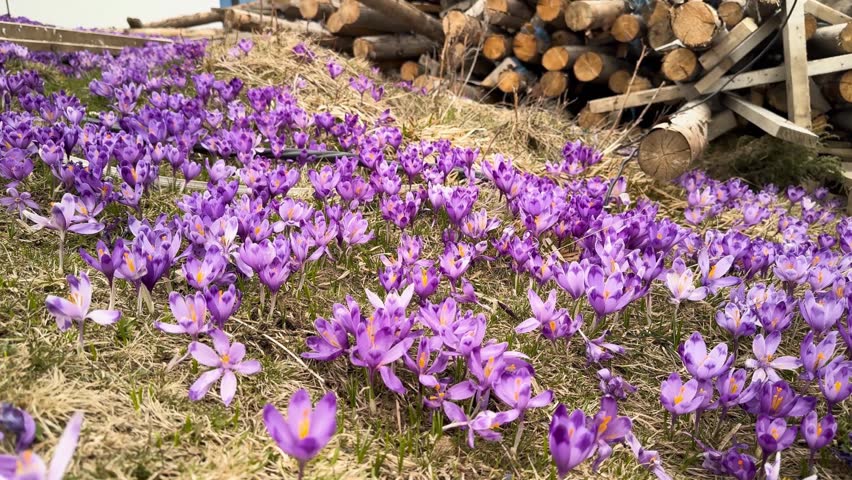 Beautiful spring purple crocus flowers blooming on a mountain meadow in Carpathians near a rustic pile of wooden firewood. Scenic nature landscape, seasonal awakening and rural life atmosphere.