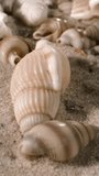 Open Shells Revealing Hollow Interiors, Slider Sweep Highlights Cavity Shapes, - Powered by Shutterstock - Get 15% off with code: PIKWIZARD15