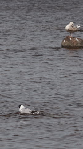Black headed gull taking off from water with wings spread, dynamic bird action. Vertical