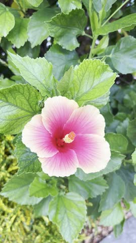 White hibiscus basking in the warm sunlight