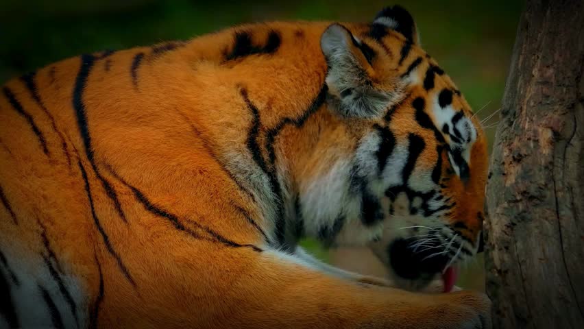 A close-up of a Siberian tiger rubbing its face against a tree trunk, showcasing its vibrant orange fur and black stripes.