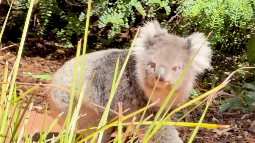 A cute koala with fluffy ears sits on the ground among green foliage, looking around curiously in its natural habitat
