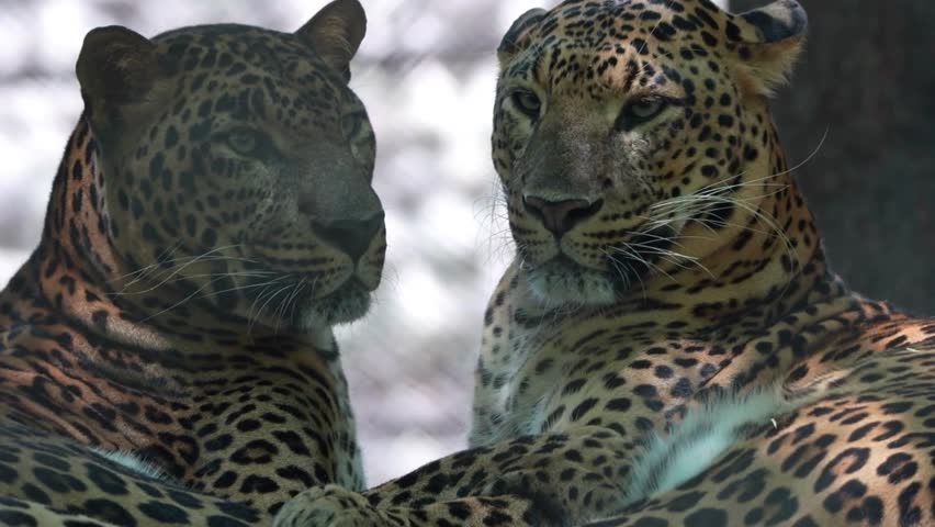 Two leopards share a tender, affectionate moment, nuzzling their heads together in a rare display of feline bonding and social behavior