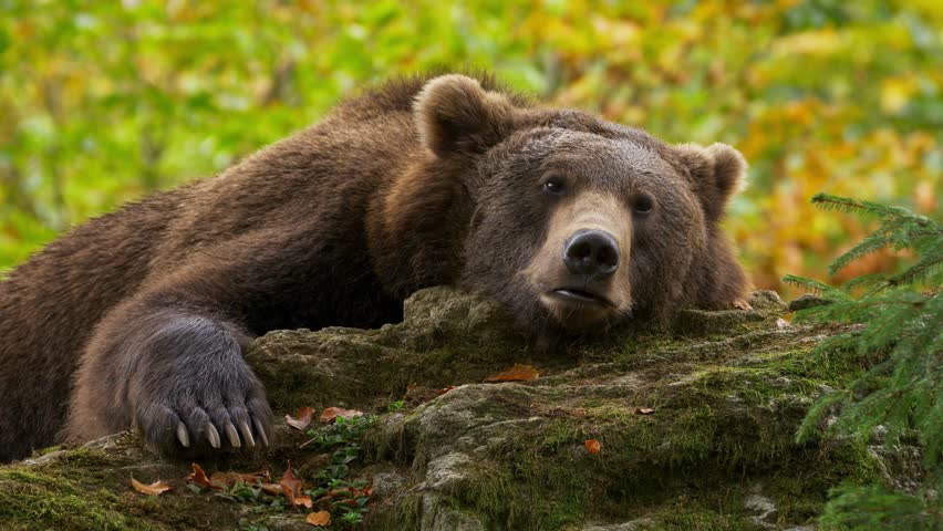 A large brown bear rests its head on a mossy rock, displaying its massive paws and claws in a peaceful forest