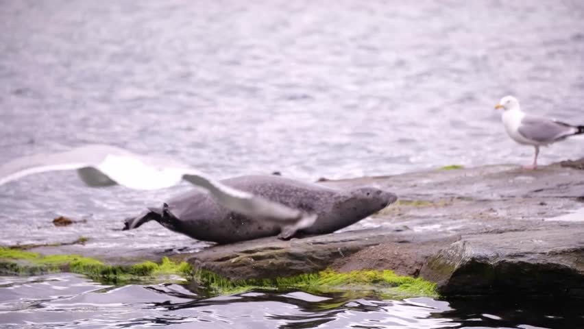Seal lying on rock beside calm water with seabird nearby in coastal environment