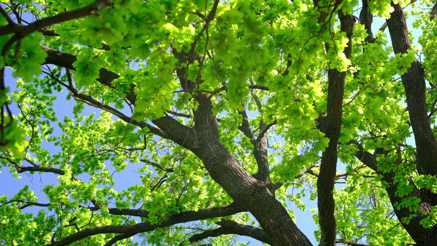 Looking up through green tree branches on a clear day