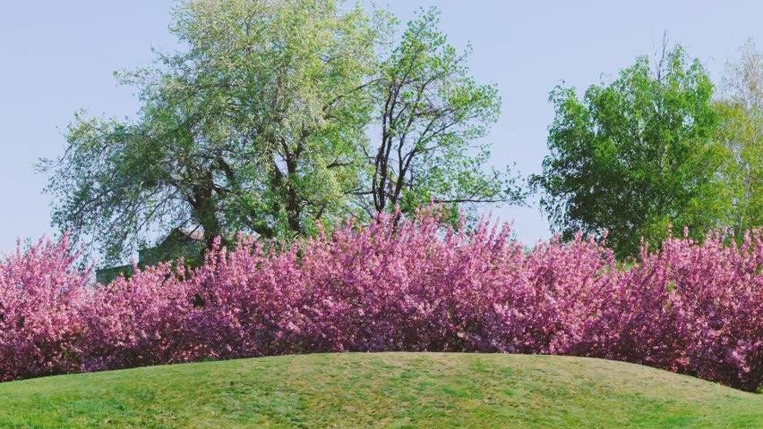 Green trees and pink flowering bushes under a clear sky