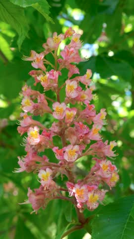 Beautiful pink horse chestnut flowers blooming on a tree