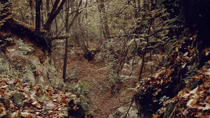 A serene view of a forest trail blanketed with colorful fallen leaves, showcasing the beauty of autumn in a natural woodland setting.