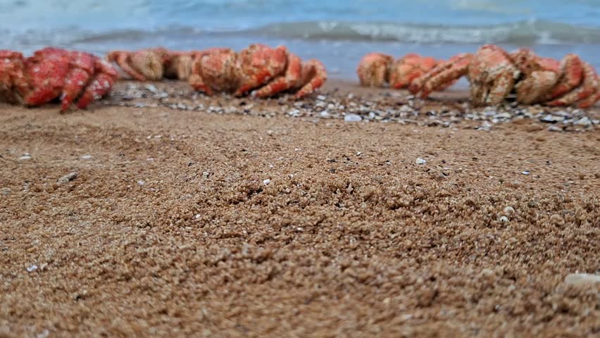 Bright Orange Crabs Resting on Sandy Beach by the Sea