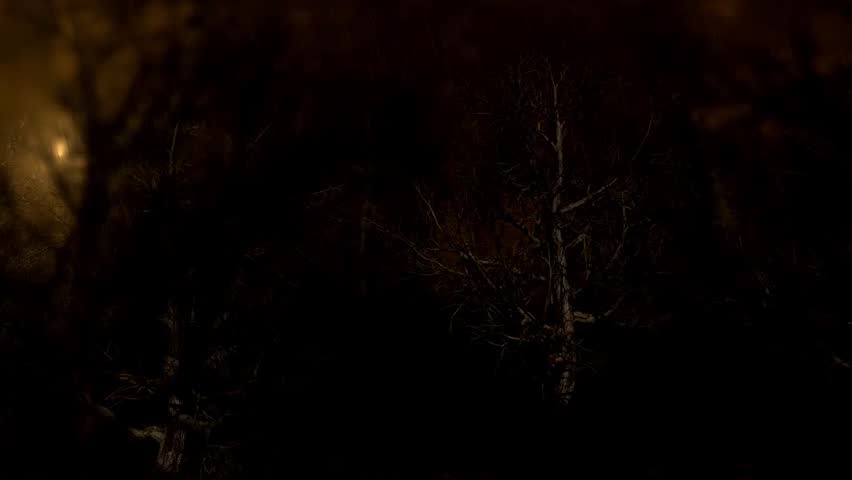 A dark and mysterious forest at night, illuminated by a single, distant light source creating an eerie atmosphere.