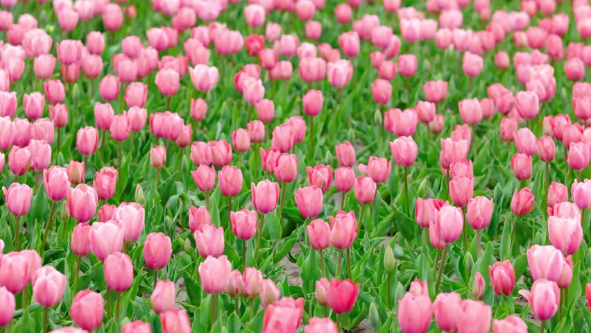Field of pink tulips in bloom