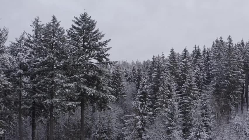 beautiful winter scene featuring a dense forest of pine trees heavily covered in fresh snow, creating a serene and peaceful natural landscape under a cloudy sky.