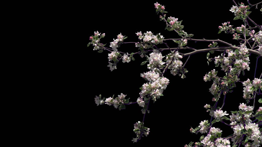 Blossoming apple tree branches with large flowers on a transparent background