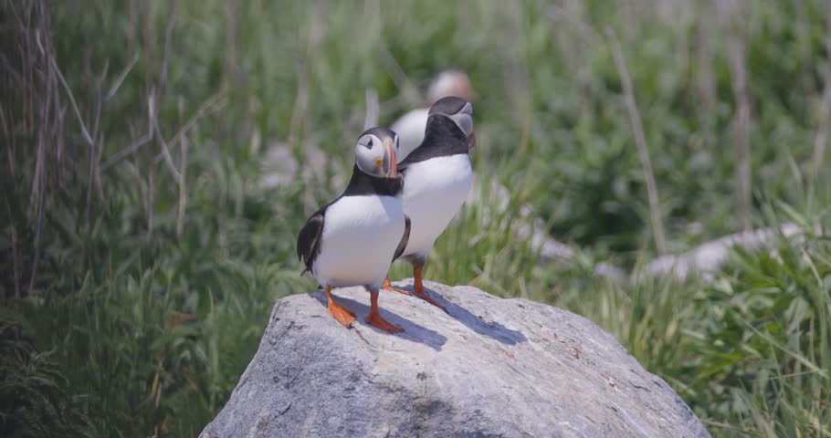 Puffins sitting on rock and flying away